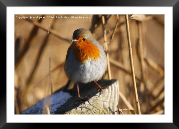 Robin Red Breast Framed Mounted Print by paul green