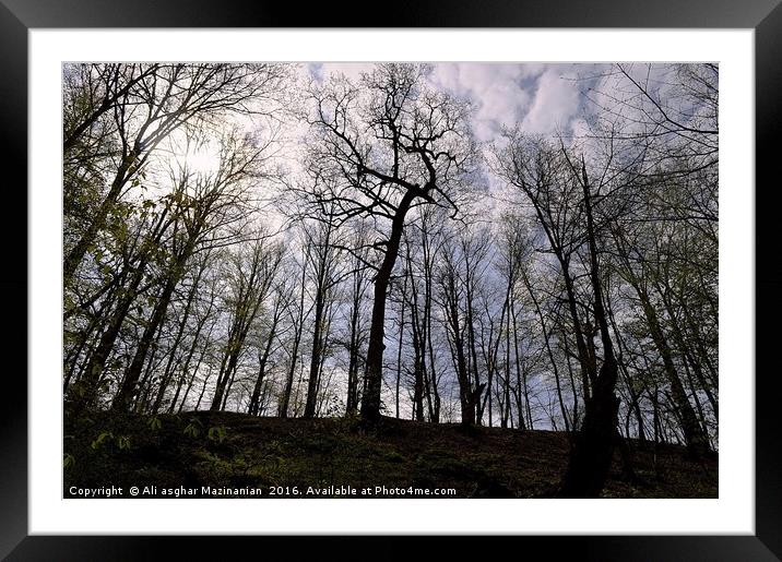 Under the blue cloudy sky in jungle, Framed Mounted Print by Ali asghar Mazinanian