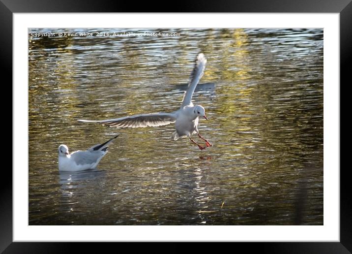 bird landing in water Framed Mounted Print by Kevin White