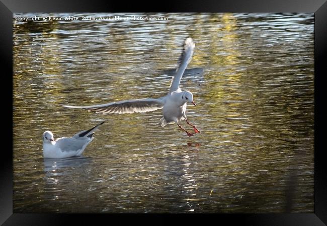 bird landing in water Framed Print by Kevin White