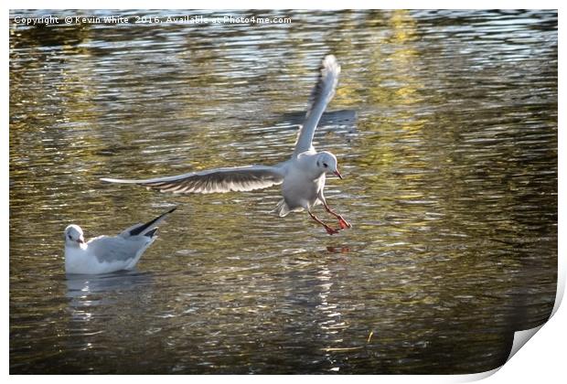 bird landing in water Print by Kevin White
