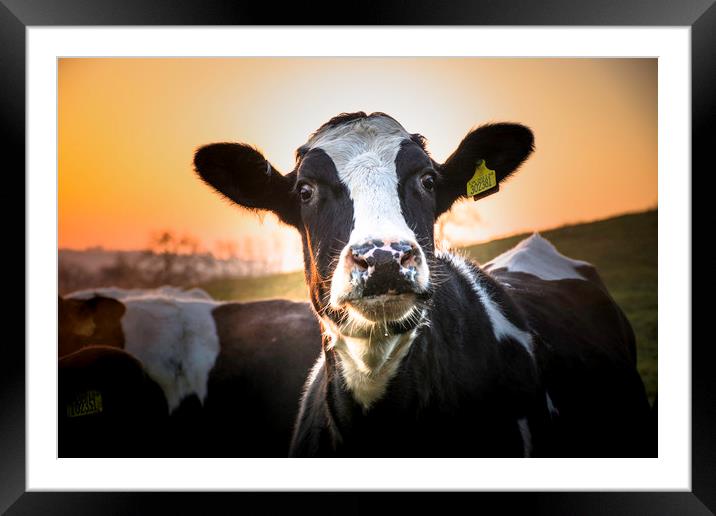 a curious cow ... Framed Mounted Print by Caroline Burton