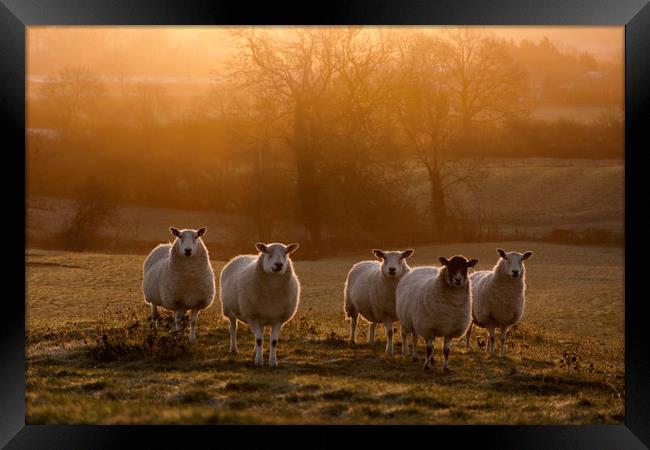 here's looking at ewe ... Framed Print by Caroline Burton