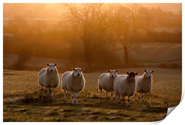 here's looking at ewe ... Print by Caroline Burton