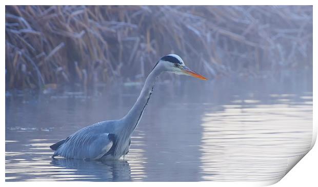 Heron In Winter Print by Clive Eariss