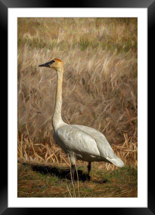 The Trumpeter Swan Framed Mounted Print by Belinda Greb