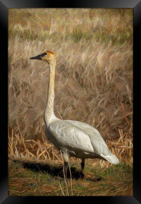 The Trumpeter Swan Framed Print by Belinda Greb