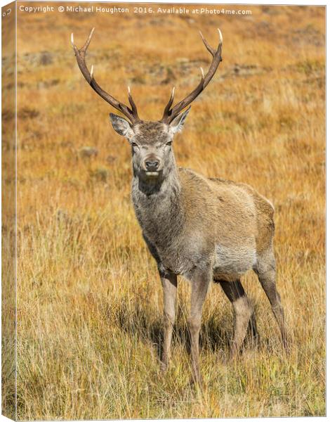 Young Highland Stag Canvas Print by Michael Houghton
