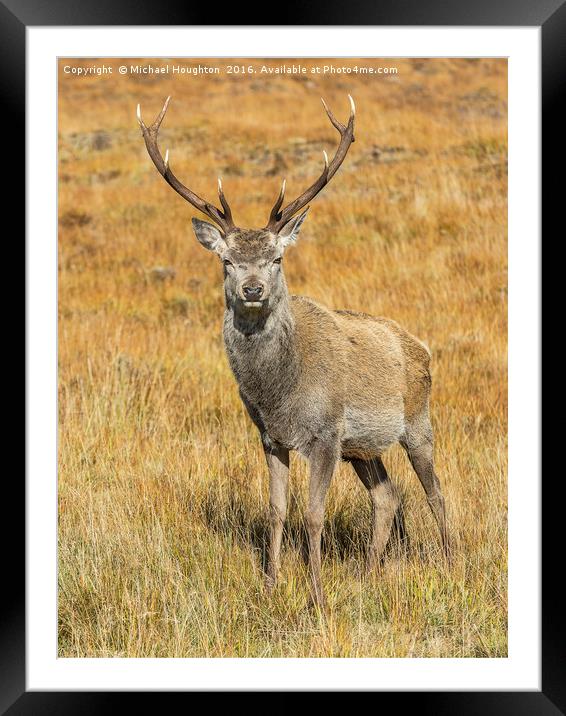 Young Highland Stag Framed Mounted Print by Michael Houghton