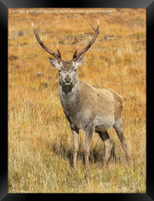 Young Highland Stag Framed Print by Michael Houghton