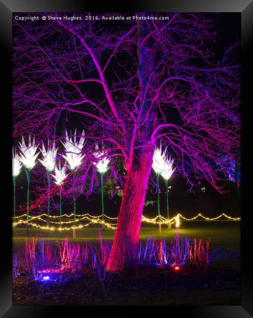 Purple tree at Christmas Glow at RHS Wisley Framed Print by Steve Hughes