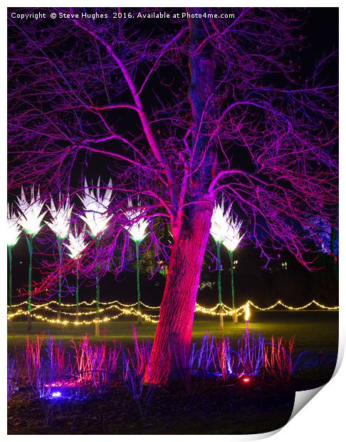 Purple tree at Christmas Glow at RHS Wisley Print by Steve Hughes