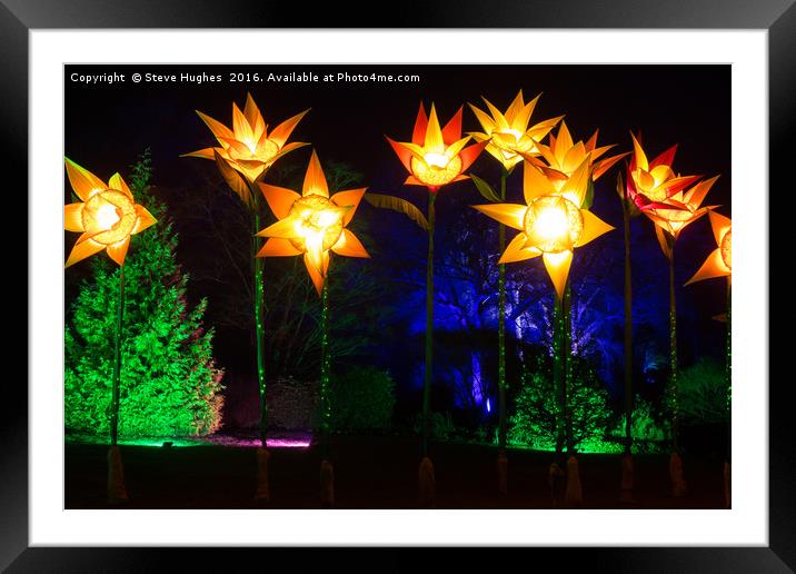 Giant Daffodils part of Christmas Glow at RHS Wisl Framed Mounted Print by Steve Hughes