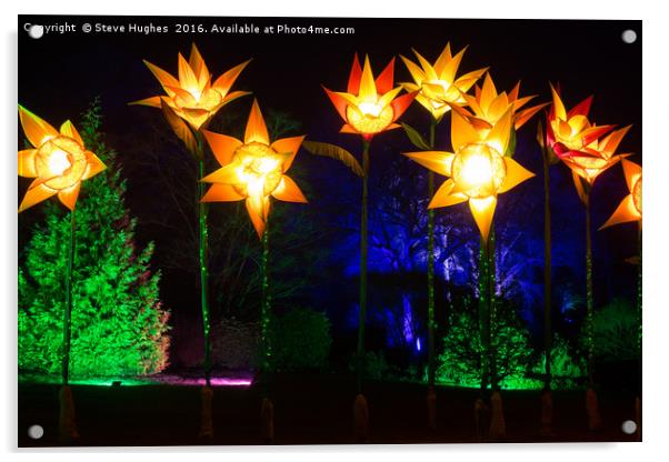 Giant Daffodils part of Christmas Glow at RHS Wisl Acrylic by Steve Hughes