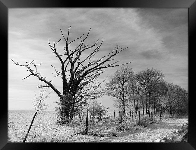 Snowy Tree Framed Print by Will Black