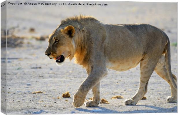Male lion on the prowl Canvas Print by Angus McComiskey