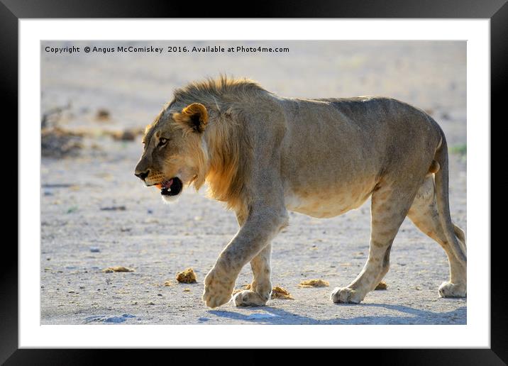 Male lion on the prowl Framed Mounted Print by Angus McComiskey