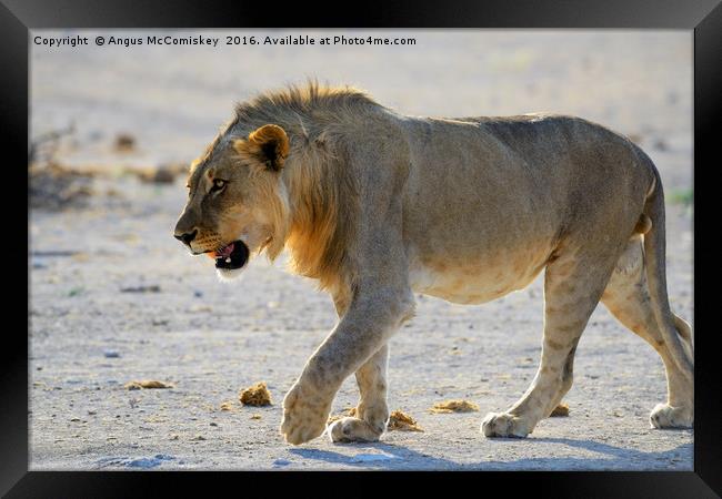 Male lion on the prowl Framed Print by Angus McComiskey
