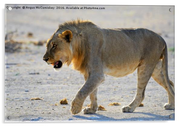 Male lion on the prowl Acrylic by Angus McComiskey