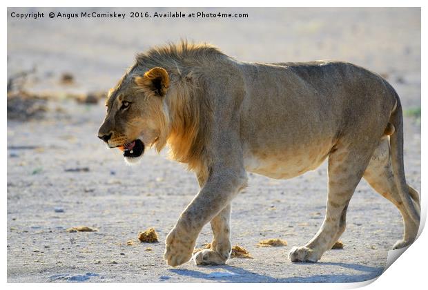 Male lion on the prowl Print by Angus McComiskey