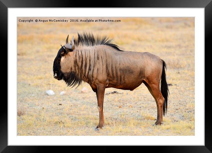 Solitary wildebeest Framed Mounted Print by Angus McComiskey