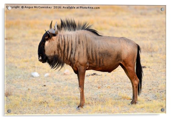 Solitary wildebeest Acrylic by Angus McComiskey