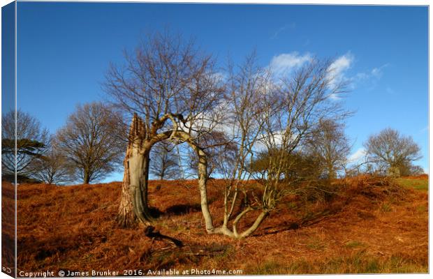A Survivor of the 1987 Great Storm in Knole Park Canvas Print by James Brunker