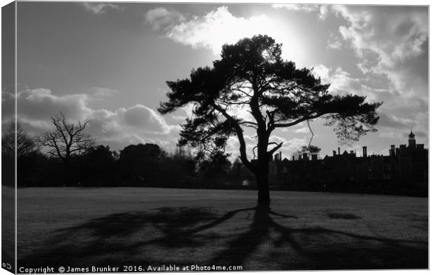 Silhouetted Tree in Knole Park Sevenoaks Kent Canvas Print by James Brunker