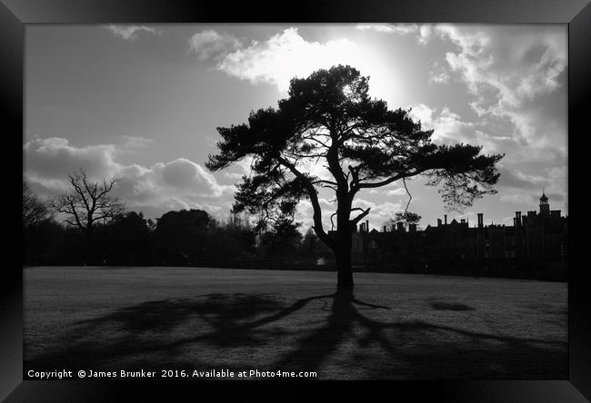 Silhouetted Tree in Knole Park Sevenoaks Kent Framed Print by James Brunker