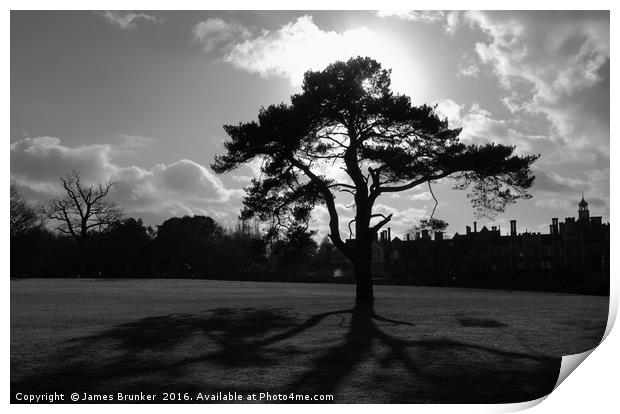 Silhouetted Tree in Knole Park Sevenoaks Kent Print by James Brunker