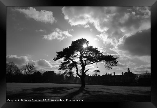 Tree Silhouette and Shadows Knole Park Sevenoaks Framed Print by James Brunker