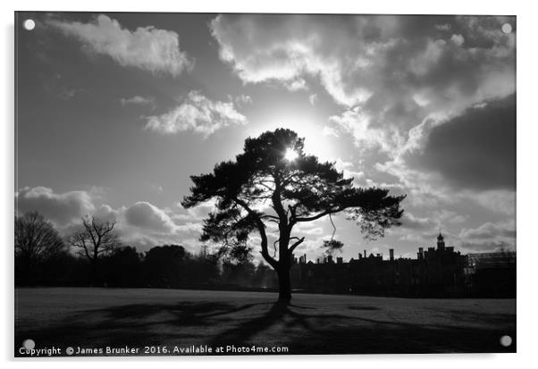 Tree Silhouette and Shadows Knole Park Sevenoaks Acrylic by James Brunker