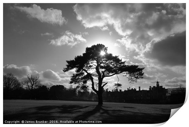 Tree Silhouette and Shadows Knole Park Sevenoaks Print by James Brunker