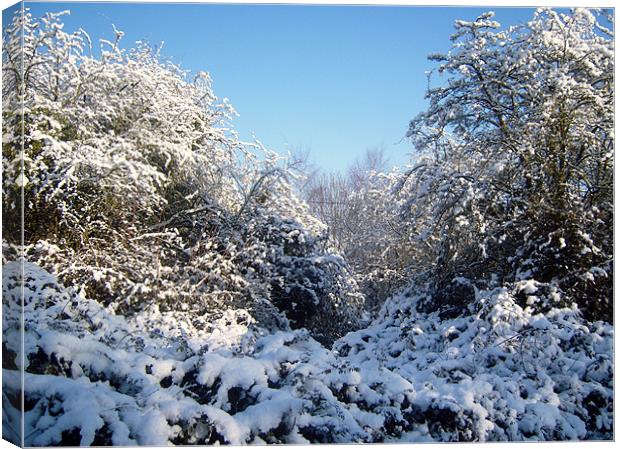 Snow Trees Canvas Print by Donna Collett