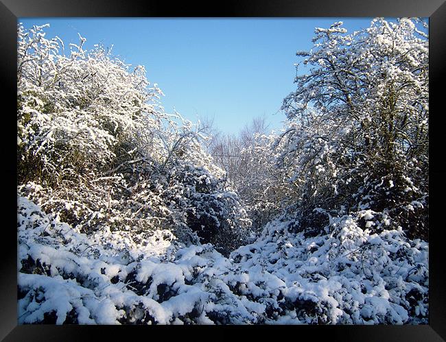 Snow Trees Framed Print by Donna Collett