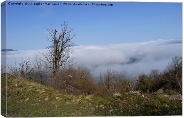 A nice view of fog in  in jungle , Canvas Print by Ali asghar Mazinanian