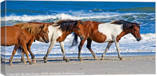 Wild Ponies at Assateague Island Canvas Print by John Chase