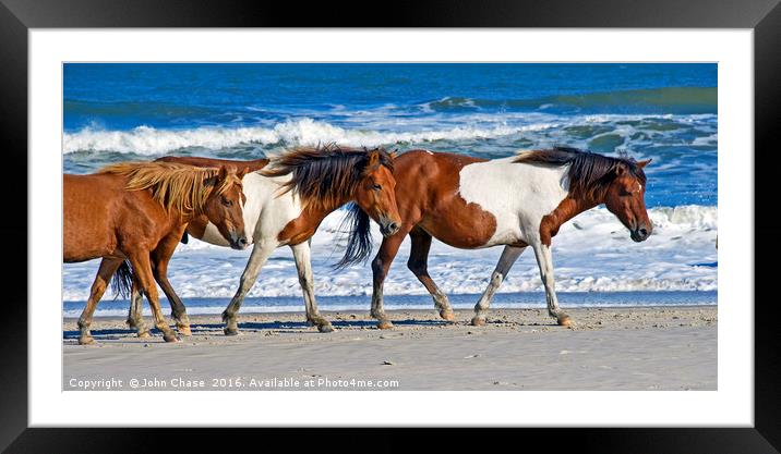 Wild Ponies at Assateague Island Framed Mounted Print by John Chase