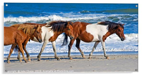Wild Ponies at Assateague Island Acrylic by John Chase