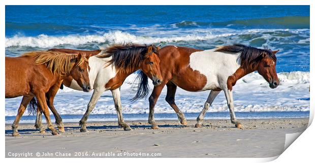 Wild Ponies at Assateague Island Print by John Chase