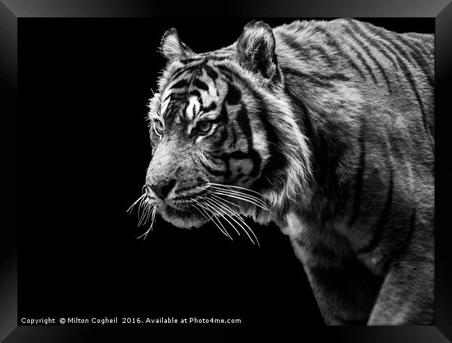 Tiger 1 - Black Series Framed Print by Milton Cogheil