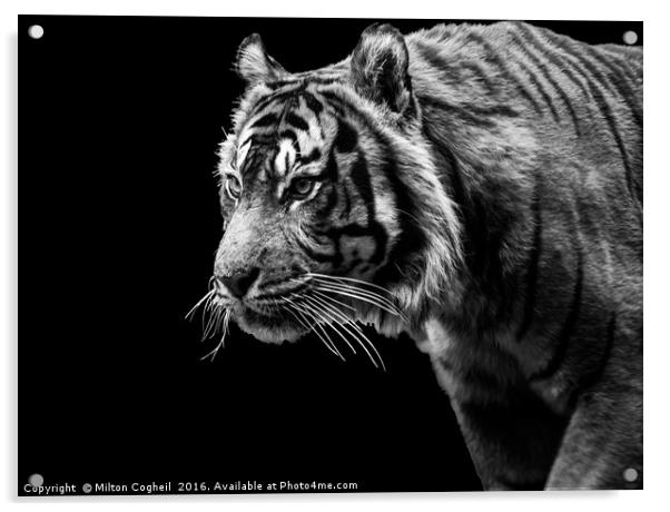 Tiger 1 - Black Series Acrylic by Milton Cogheil