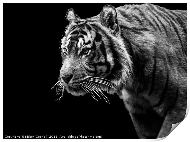 Tiger 1 - Black Series Print by Milton Cogheil
