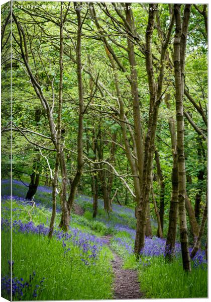 Through the Bluebells Canvas Print by Gary Turner