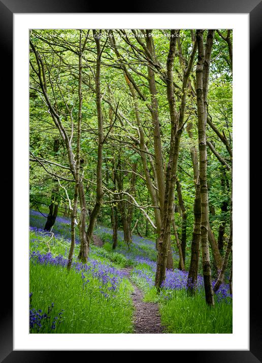 Through the Bluebells Framed Mounted Print by Gary Turner