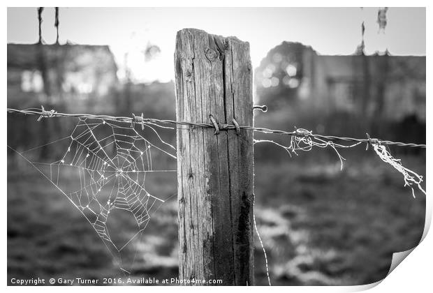 Sunset Spider Web Print by Gary Turner