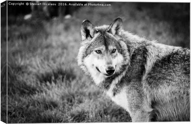 Hungry Like The Wolf Canvas Print by Stewart Nicolaou