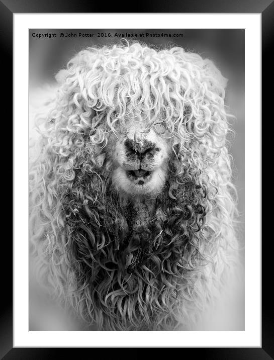 A Bad Hair Day! Framed Mounted Print by John Potter