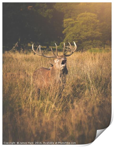 Red Deer Rutt Print by James Hare