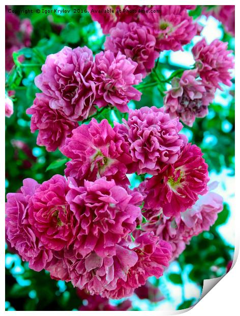 Flores of rose Print by Igor Krylov